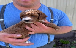 Mini Goldendoodle dogs for sale: Buddy George - Image 1