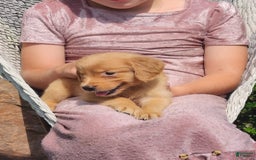 Golden Retriever dogs for sale: Daisy - Image 3