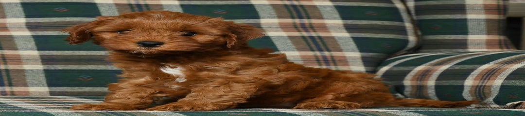 Reba