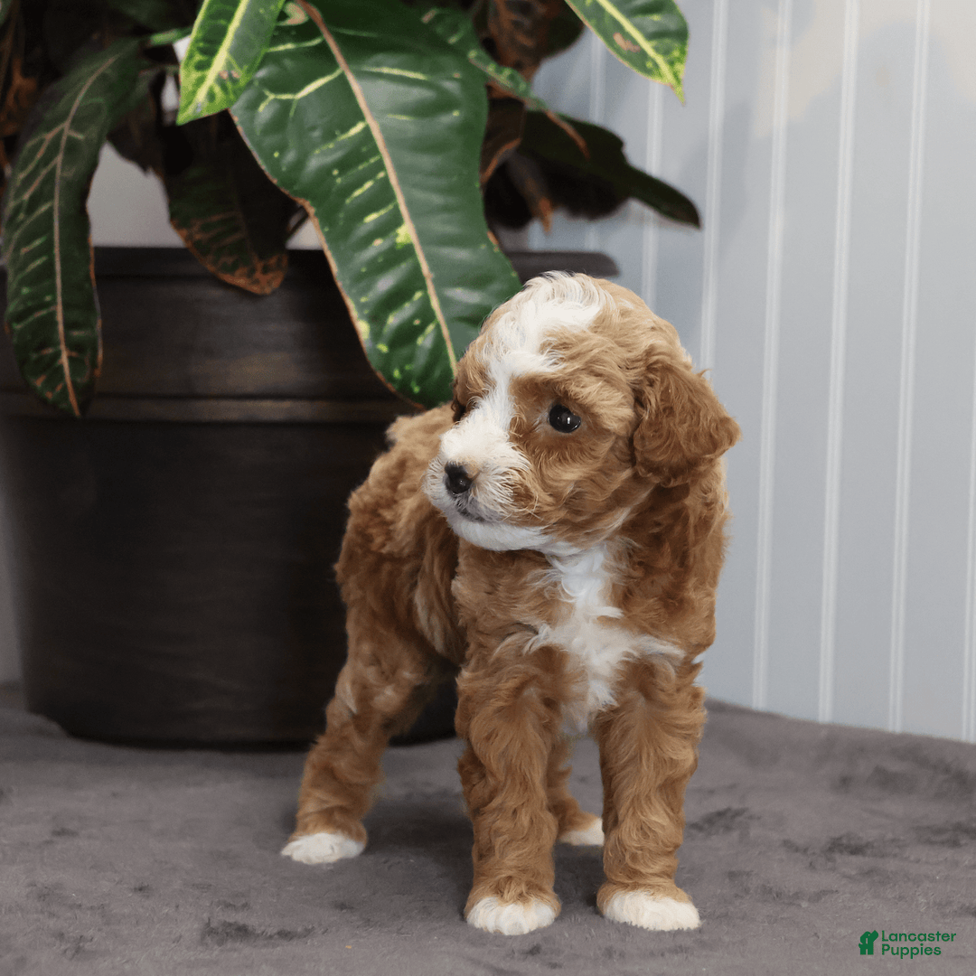 Toy Poodle dogs for sale: Edith - Image 2