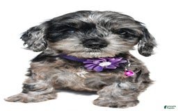 Cockapoo dogs for sale: Willow - Image 6