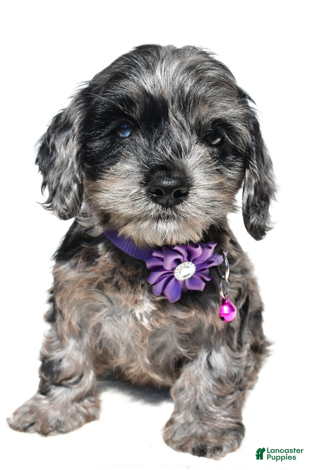 Cockapoo dogs for sale: Willow - Image 6