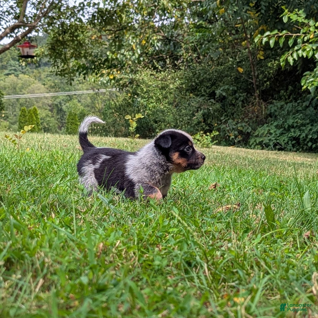 Australian Cattle Dog dogs for sale: Misty - Image 2