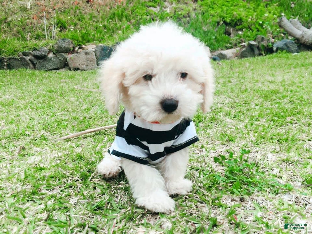 Maltipoo dogs for sale: Cookie - Image 8