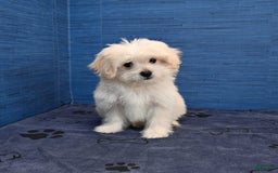 Shihpoo dogs for sale: Cedric - Image 26