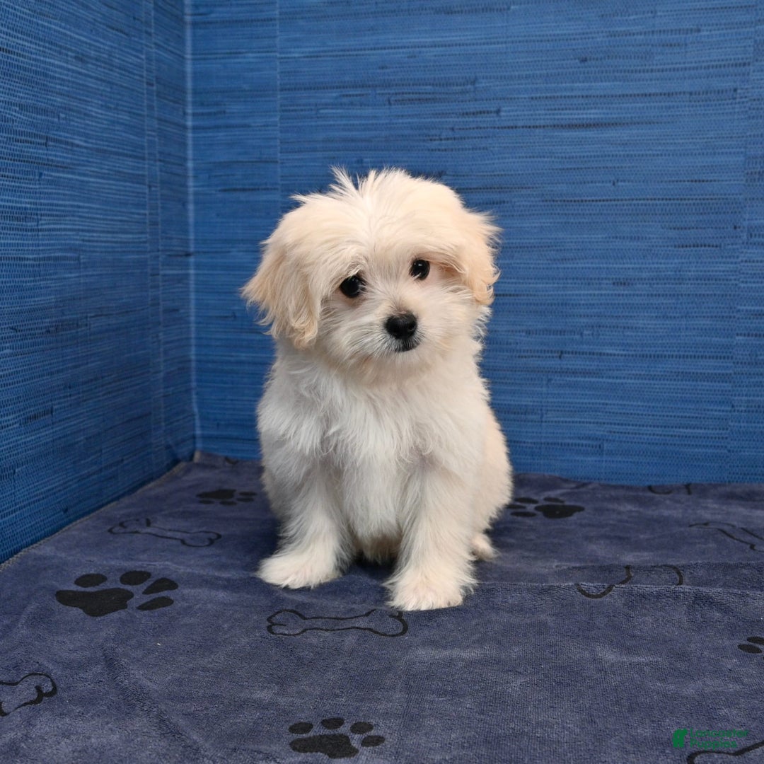 Shihpoo dogs for sale: Cedric - Image 26