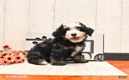 Mini Bernedoodle dogs for sale: Max - Image 1