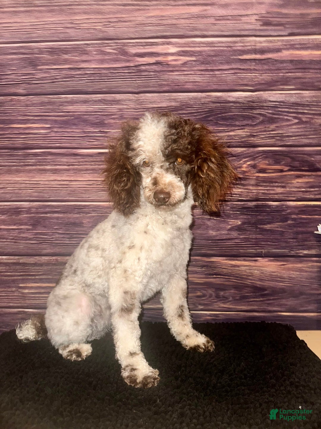 Maltipoo dogs for sale: Maribel - Listing for pets: Avery, Maribel, Isabella, Hudson, Huxley - Image 6