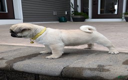 Pug dogs for sale: Pug 4 puppies - Image 2