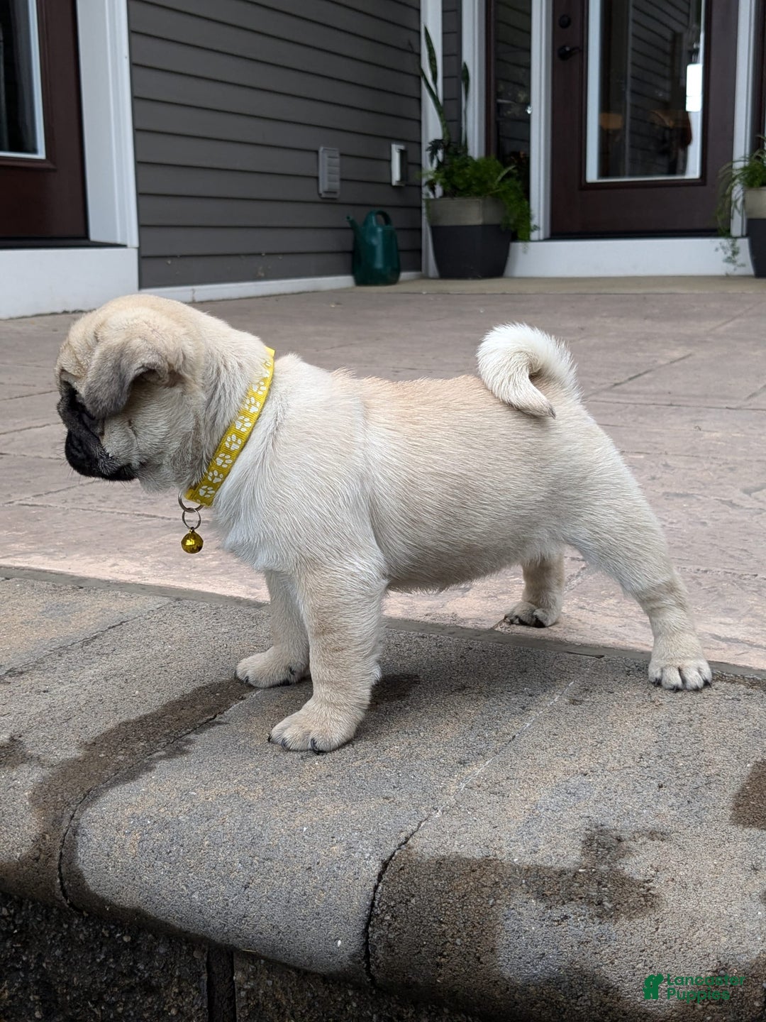 Pug dogs for sale: Pug 4 puppies - Image 2