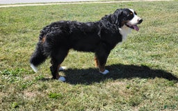 Bernese Mountain Dog dogs for sale: Charlie - Image 3