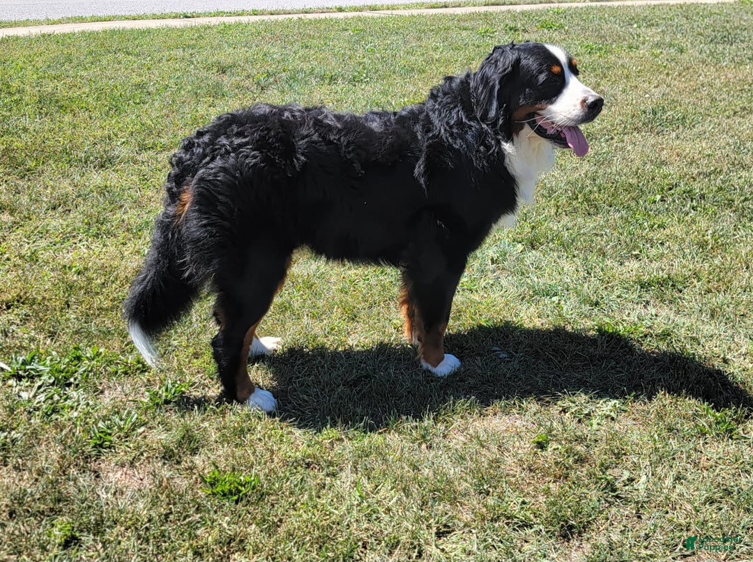 Bernese Mountain Dog dogs for sale: Charlie - Image 3