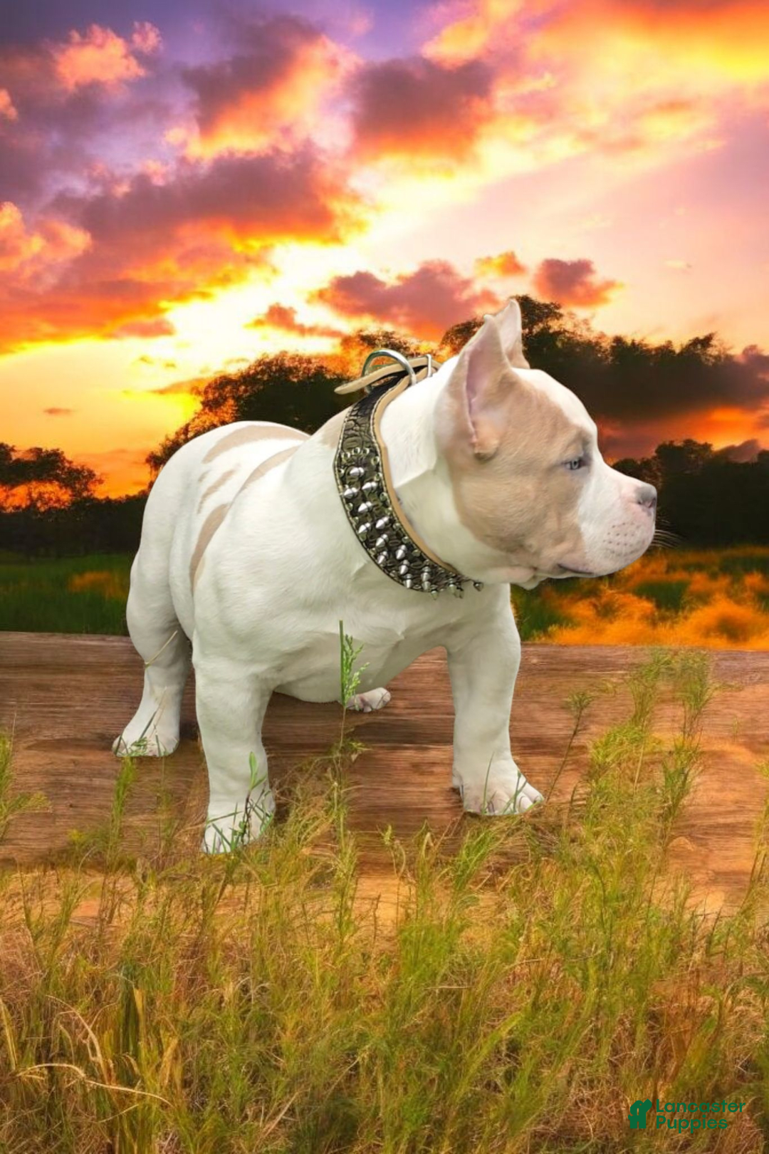 American Bully dogs for stud: T-REX - Image 7