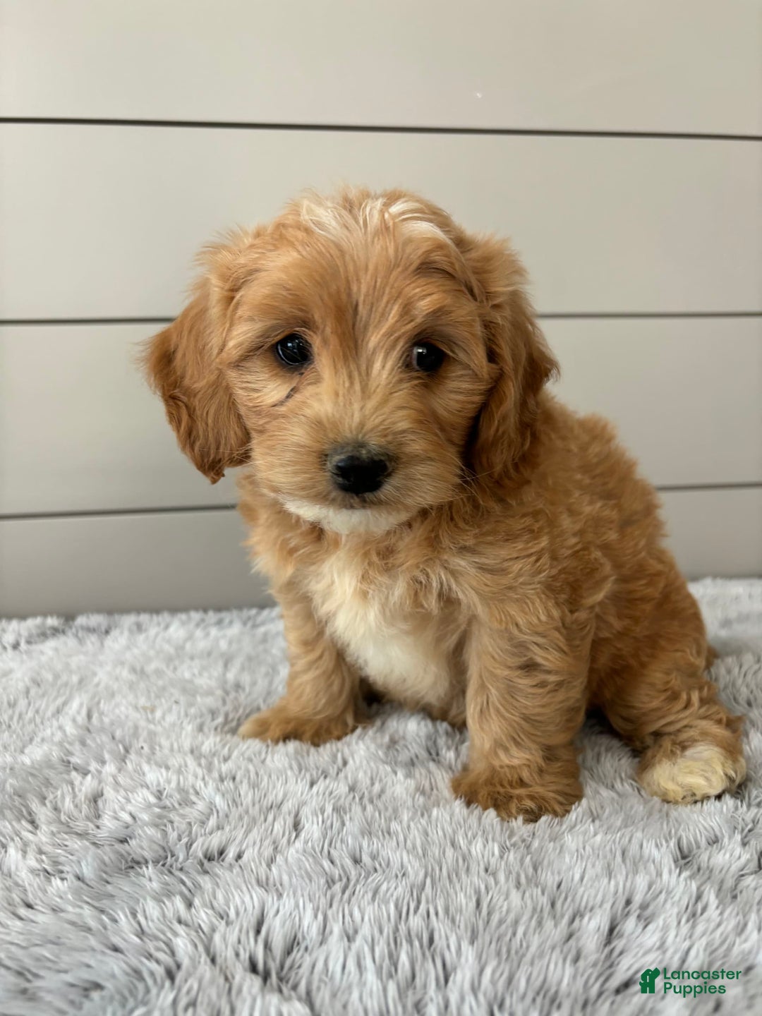  dogs for sale: Mini Goldendoodle 7 puppies - Image 6