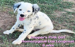 Dalmatian dogs for sale: Peppers Pink Girl - Image 15