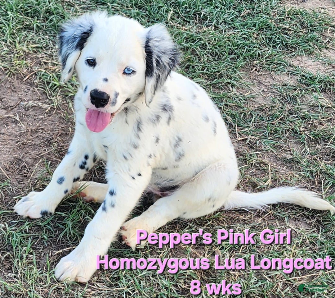 Dalmatian dogs for sale: Peppers Pink Girl - Image 15