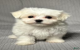 Maltese dogs for sale: Tyler - Image 1