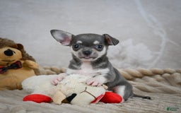 Chihuahua dogs for sale: Samuel - Image 7