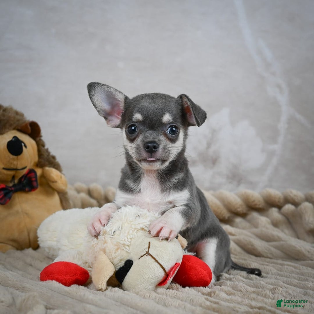 Chihuahua dogs for sale: Samuel - Image 7