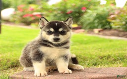 Gerberian Shepsky dogs for sale: Thunder - Image 3