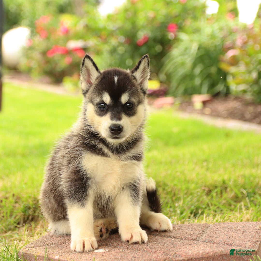 Gerberian Shepsky dogs for sale: Thunder - Image 3