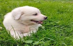 Great Pyrenees dogs for sale: Holly - Image 9