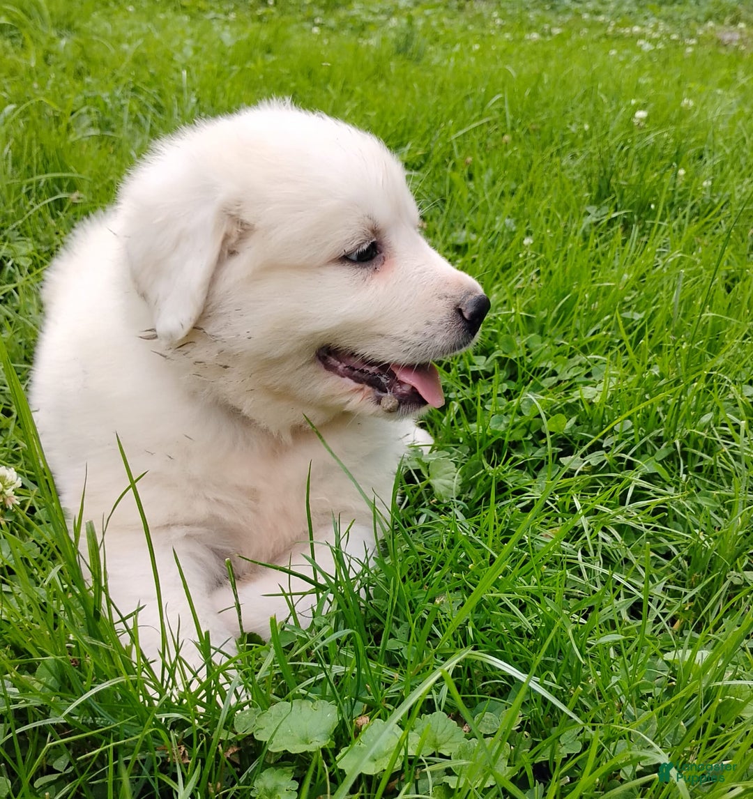 Great Pyrenees dogs for sale: Holly - Image 9