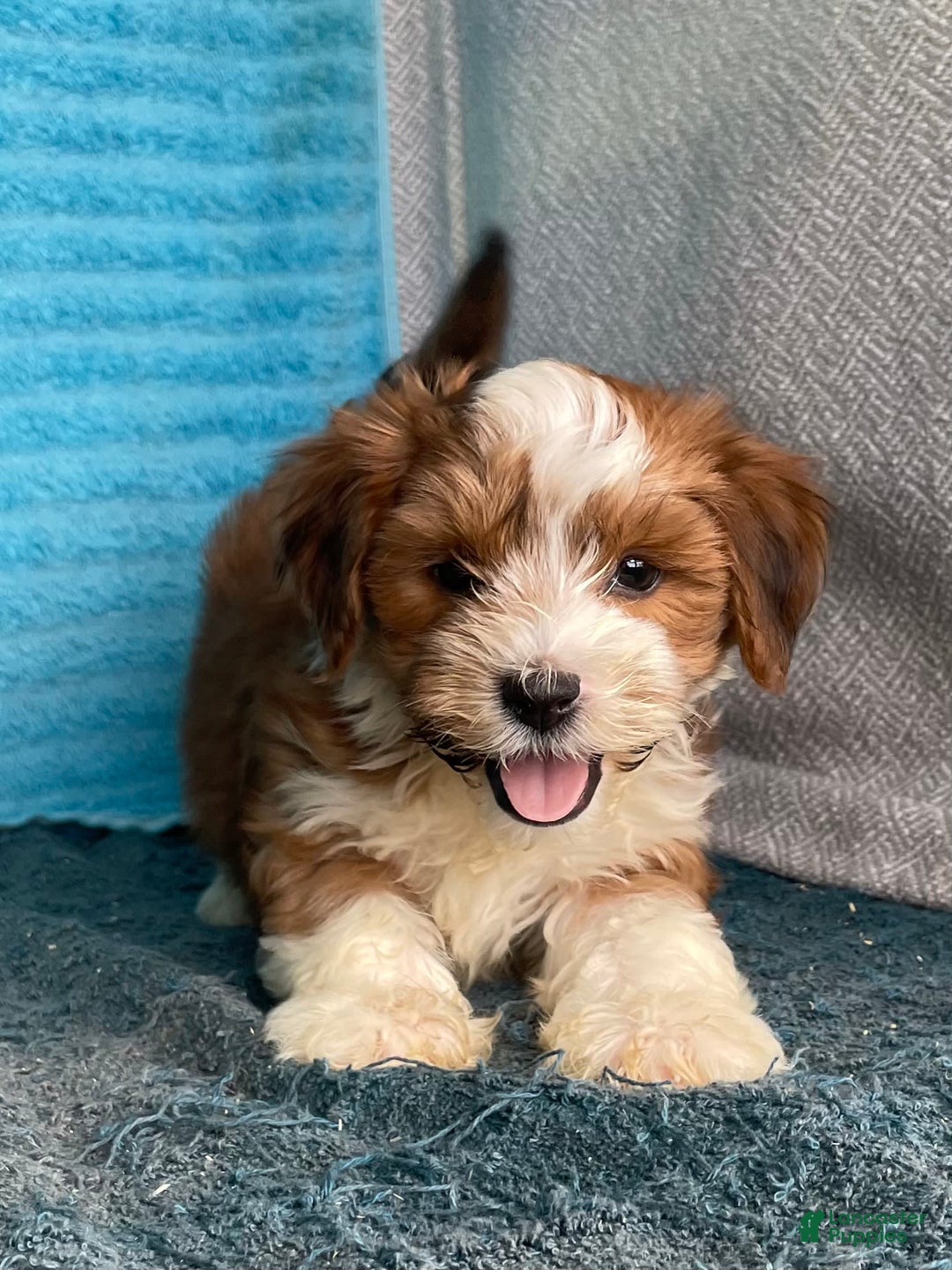 Havanese dogs for sale: Blake - Image 10