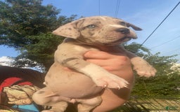 American Bully dogs for sale: Cookie - Image 2