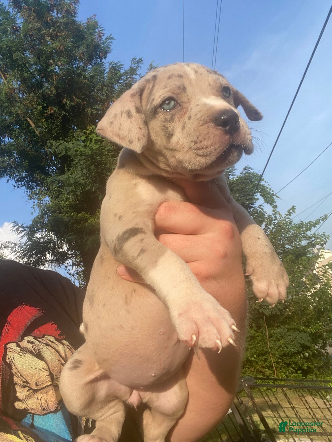 American Bully dogs for sale: Cookie - Image 2
