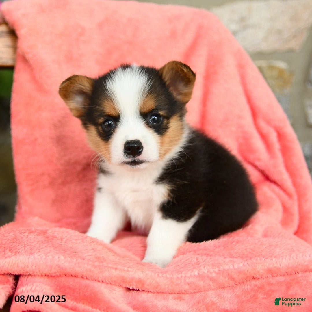 Welsh Corgi Pembroke dogs for sale: Valley Akc - Image 2