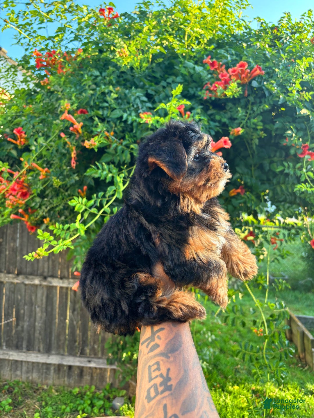 Morkie dogs for sale: Brownie - Image 1