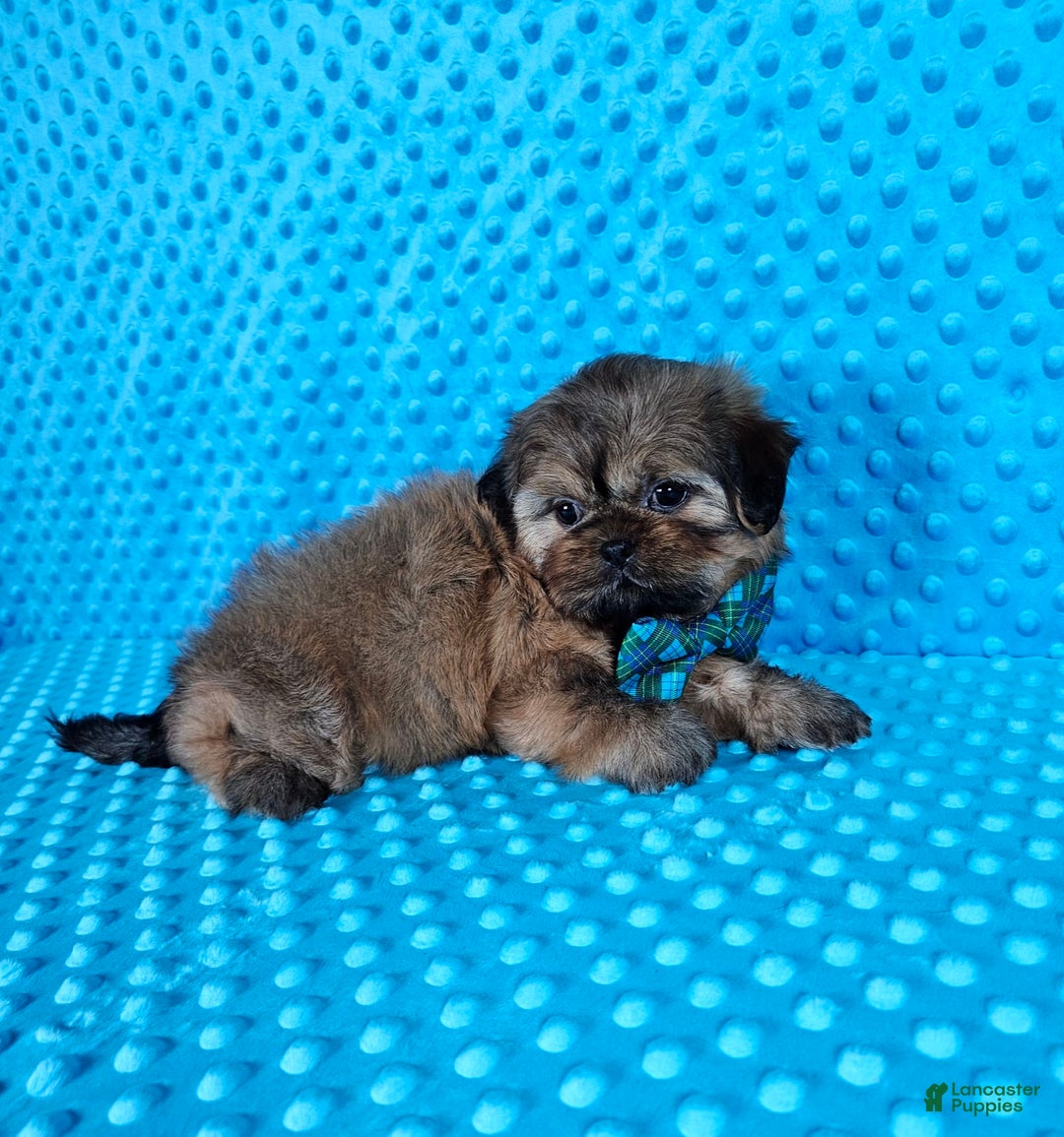 Shih Tzu dogs for sale: Koda - Image 18