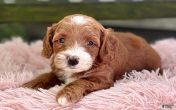 Cavapoo dogs for sale: Barbie - Image 8