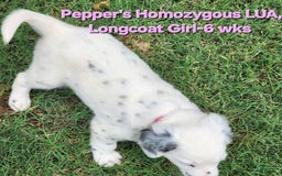 Dalmatian dogs for sale: Peppers Pink Girl - Image 18