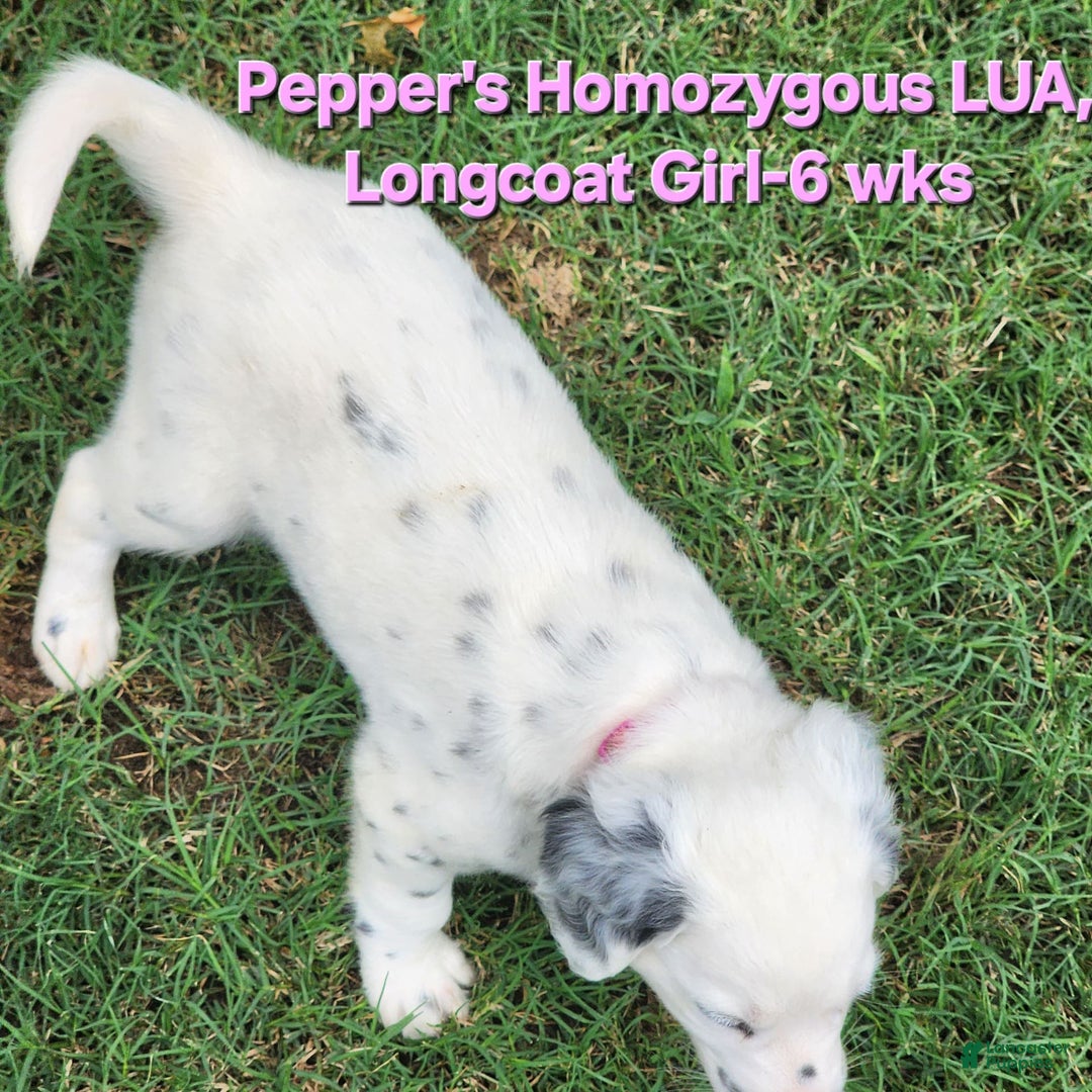 Dalmatian dogs for sale: Peppers Pink Girl - Image 18