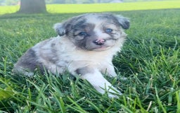 Mini Aussiedoodle dogs for sale: Talli - Listing for pets: Jasmine, Talli, Kya, Lani, Lucy, Bean, Baxter - Image 2
