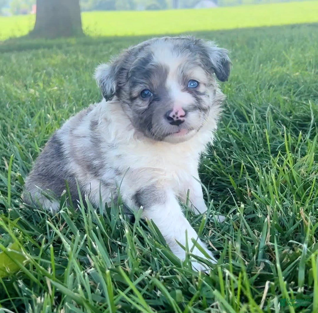 Mini Aussiedoodle dogs for sale: Talli - Listing for pets: Jasmine, Talli, Kya, Lani, Lucy, Bean, Baxter - Image 2