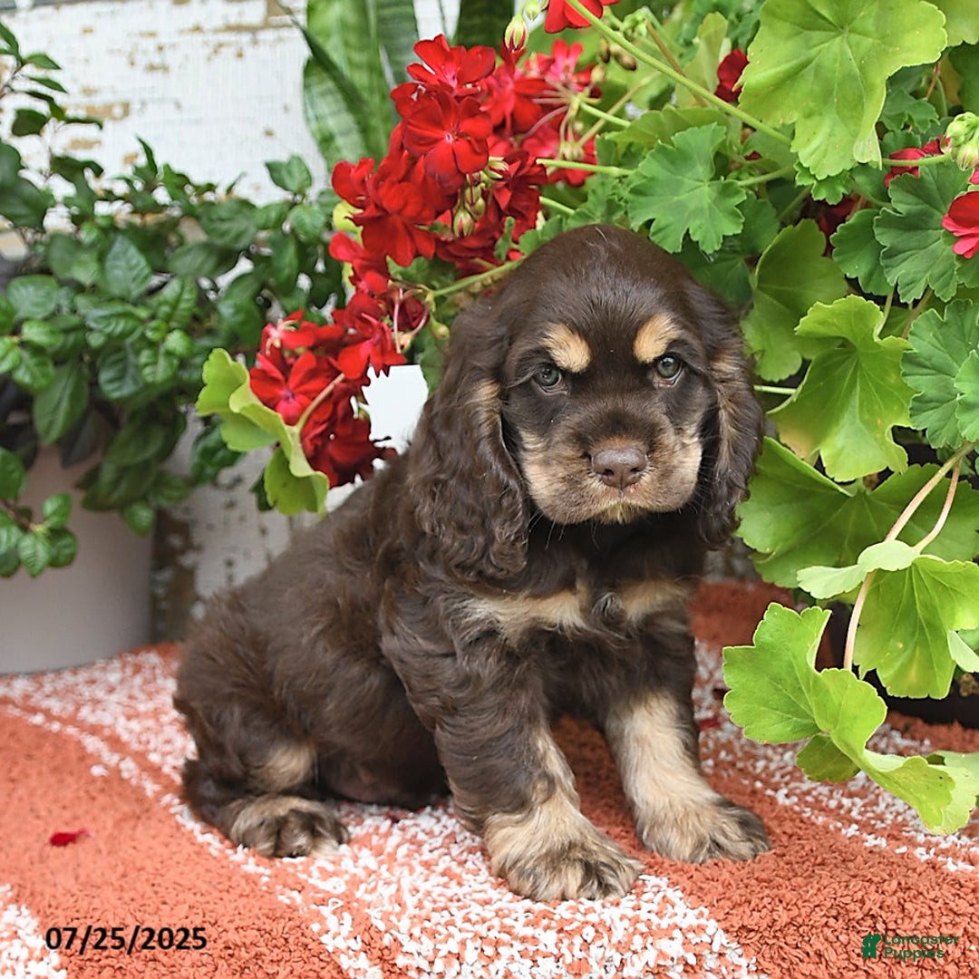 Cocker Spaniel dogs for sale: Rufus - Image 2