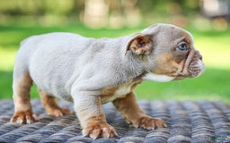 English Bulldog dogs for sale: Truffles - Image 9