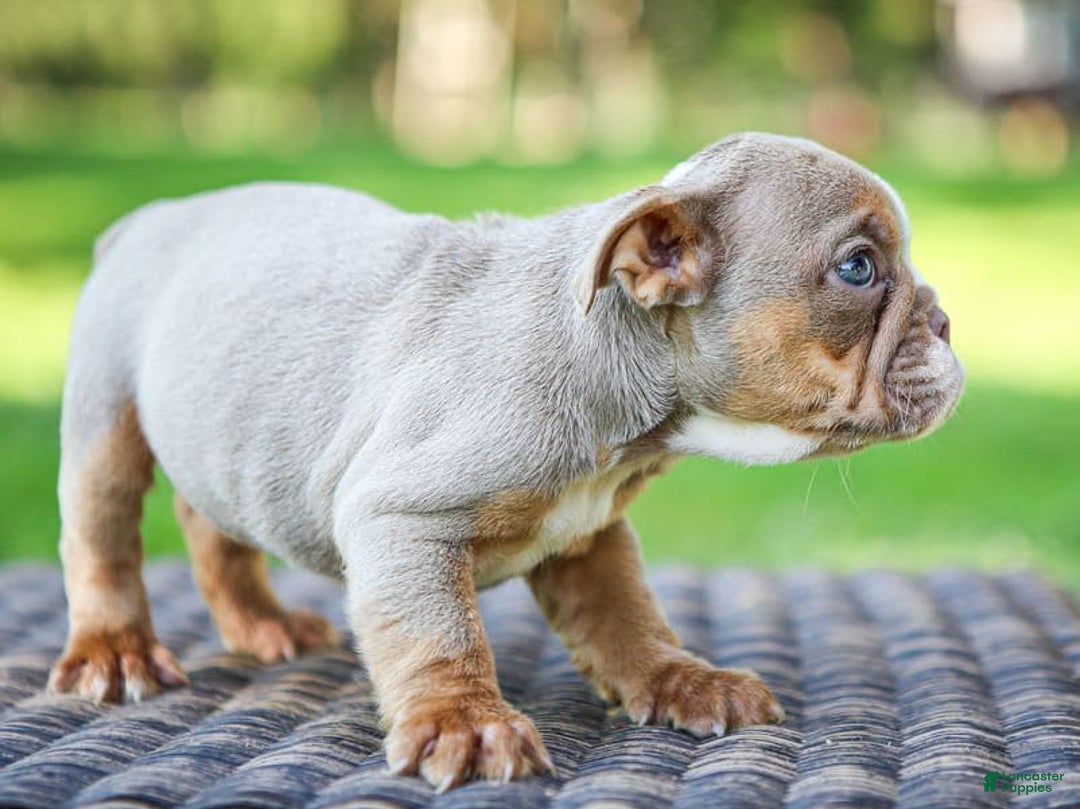 English Bulldog dogs for sale: Truffles - Image 9