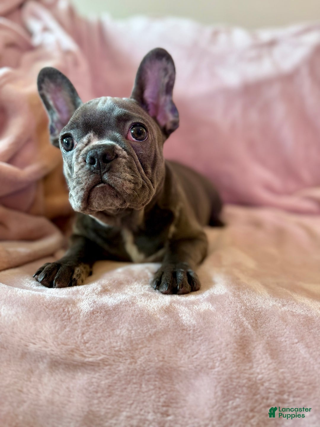 French Bulldog dogs for sale: Thor - Image 8