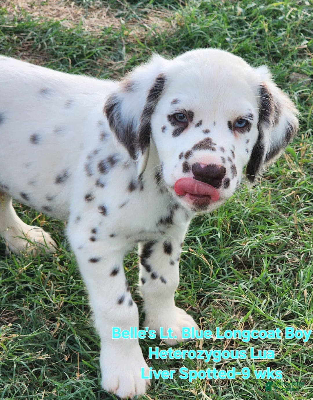 Dalmatian dogs for sale: Belles Lt. Blue Lua Longcoat Liver Spotted Boy - Image 5
