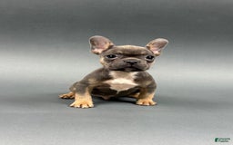 French Bulldog dogs for sale: French Bulldog 5 puppies - Image 7