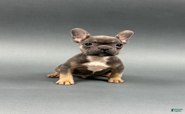 French Bulldog dogs for sale - Ad 5