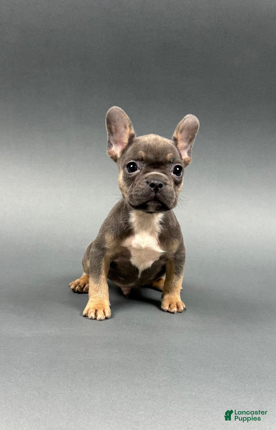 French Bulldog dogs for sale: French Bulldog 5 puppies - Image 7