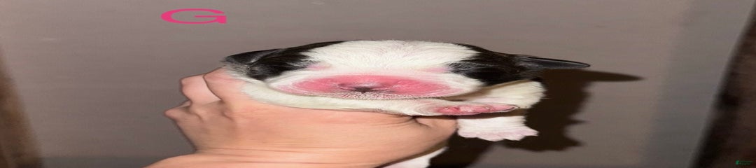 Tulip