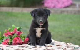 German Shepherd dogs for sale: Archer - Image 1