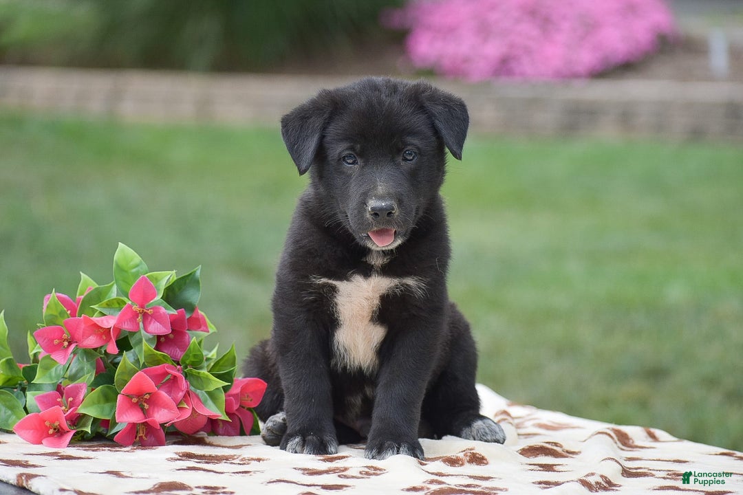 German Shepherd dogs for sale: Archer - Image 1