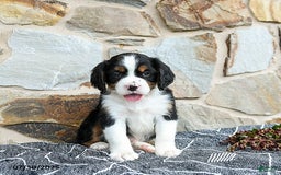 Miniature Bernese Mountain Dog dogs for sale: Oak - Image 5